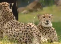 cheeta-dog-training