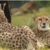 cheeta-dog-training
